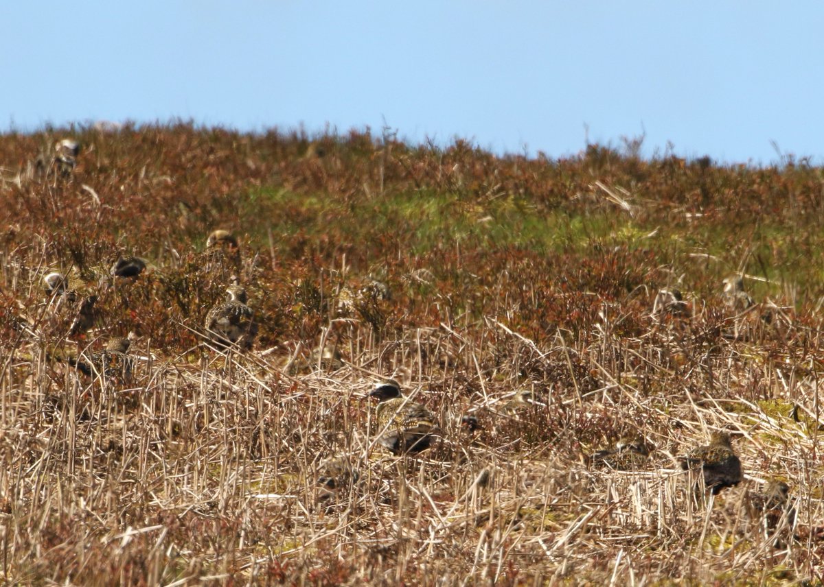 Still c60 Golden Plover hanging around on the Mynd, well hunkered down against the wind @BTO_Shropshire @sosbirding @soscountyrec