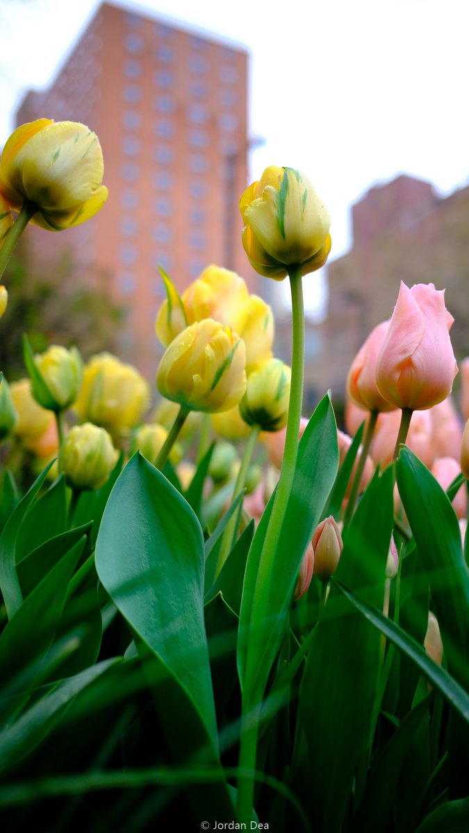 Julie and Beatrice, Annual Tulip Festival, West Side Community Garden, 2024 April 13. #westsidecommunitygarden #tulips #upperwestside #jordanlovesspring