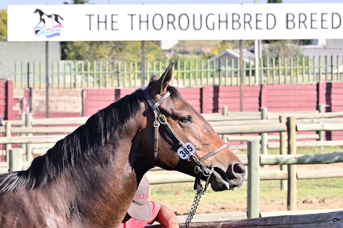 KZNBreeders's tweet photo. Lot 385. Clifton Stud. Red Amber: Erik The Red -Three Trees filly sells to Lily Blue Concepts for R180k. Thank you to JC Photos for the pictures.
#KZNChampion #CliftonStud #RedAmber #ErikTheRed #LilyBlueConcepts #Yearlings https://t.co/6FamCUHtS5