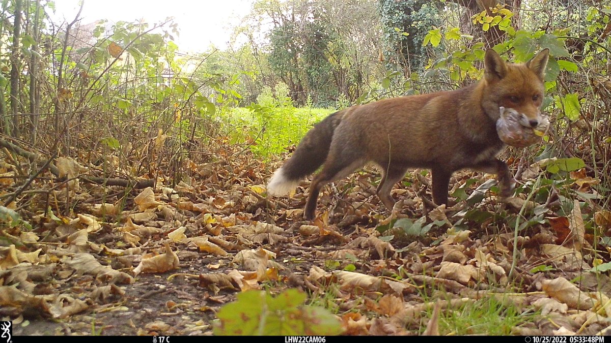 Friday night takeaway anyone? #DYK the urban fox's diet can include ~50% of human food sources? 🦊 We've seen it all here at HogWatch, from burger buns to BBQ skewers! 🍔 #FunFactFriday @OfficialZSL @ZSLScience @ChrisGPackham