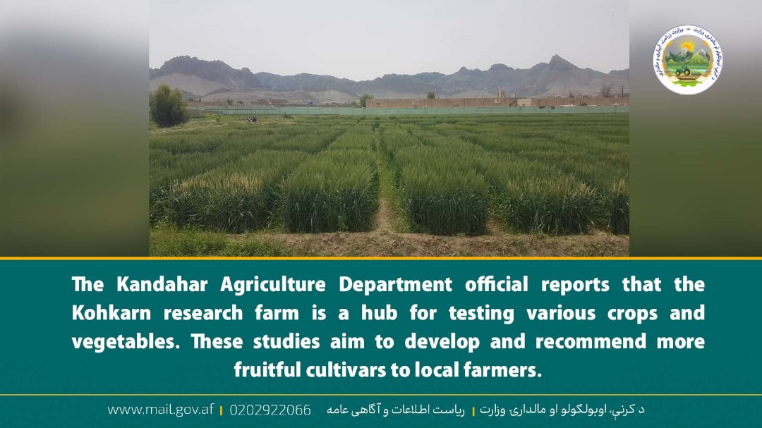 The Kandahar Agriculture Department official reports that the Kohkarn research farm is a hub for testing various crops and vegetables. These studies aim to develop and recommend more fruitful cultivars to local farmers.