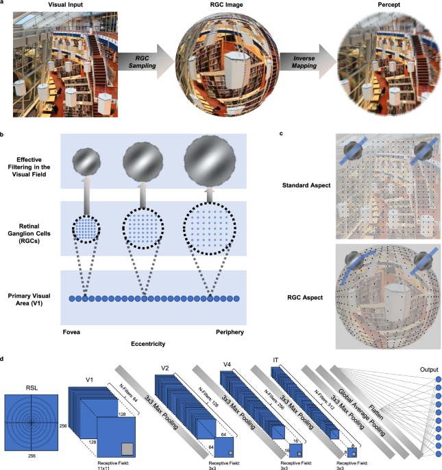 Convolutional neural networks develop major organizational principles of early visual cortex when enhanced with retinal sampling dlvr.it/T5kVgQ v/ @NatureNews