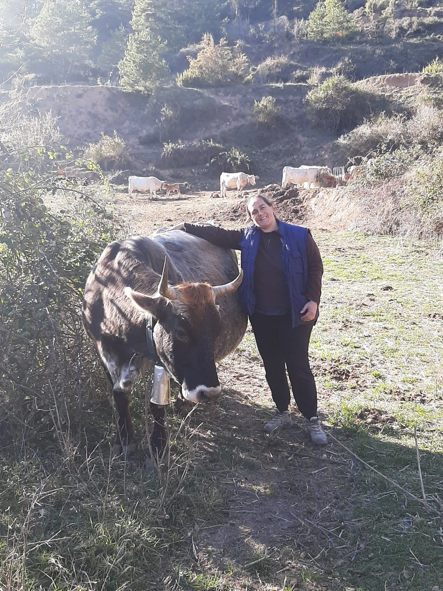 DonesMonRural's tweet photo. Seguim amb les presentacions! Avui és el torn de la sòcia Rosa Maria Ardiaca, #ramadera de L'Estany, al Moianès.👩🌾
"La nostra feina principal són les #vaques de carn en extensiu. Anem movent el #ramat tot l'any segons les #pastures. Ho fem sempre a peu." #DonesMónRural (1/2) https://t.co/rxzEf00bDg