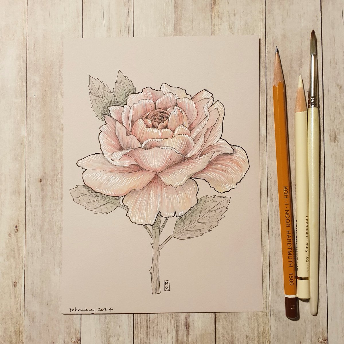 Roses are probably one of the oldest flowers. There are rose fossils that date back 35 million years. The oldest living rose is 1,000 years old, it lives on the wall of the Cathedral of Hildesheim in Germany theweeowlart.etsy.com/listing/166037… #Rose #Flower #FlowerArt #OriginalArt #drawing