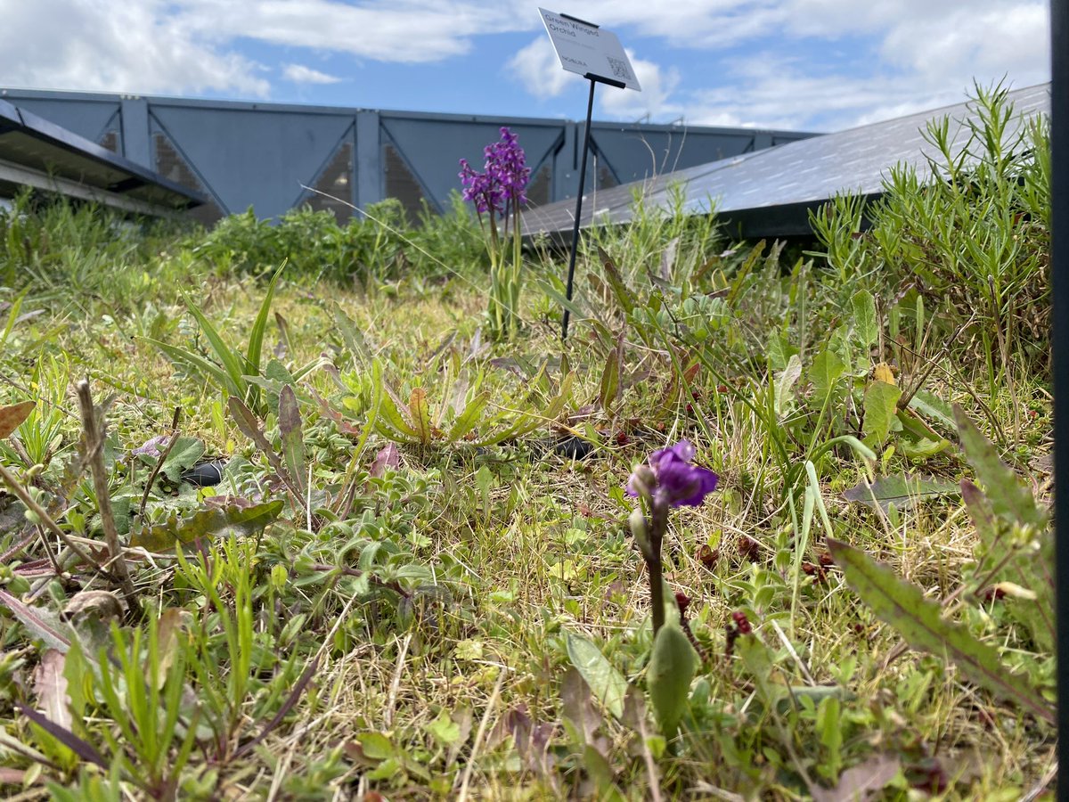 499 Serapias parviflora orchids on @Nomura roof @cityoflondon. 14 Green Winged Orchids, 1 Bee Orchid. Many are starting to flower. There is no public access! I’ve given up trying to mark all the Serapias with flags! @Mike_Waller_ @fungi_flowers @KewScience @iGiGL @BSBIbotany