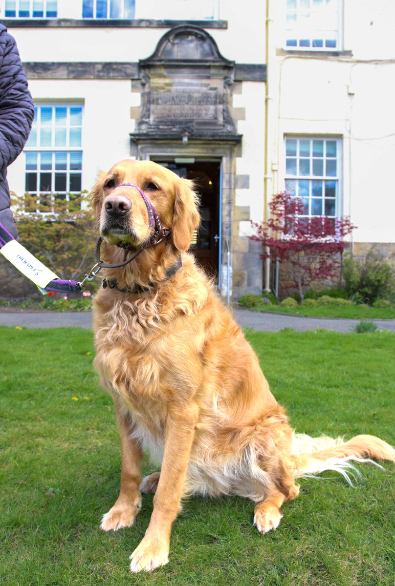 We had the best visitor today - Dylan the Therapet! 🐶 This good boy is part of our caring pastoral team, helping create a supportive environment for our students. Dylan's job well done brought so many smiles! We can't wait for his next visit. #TherapyDog #StudentWellbeing