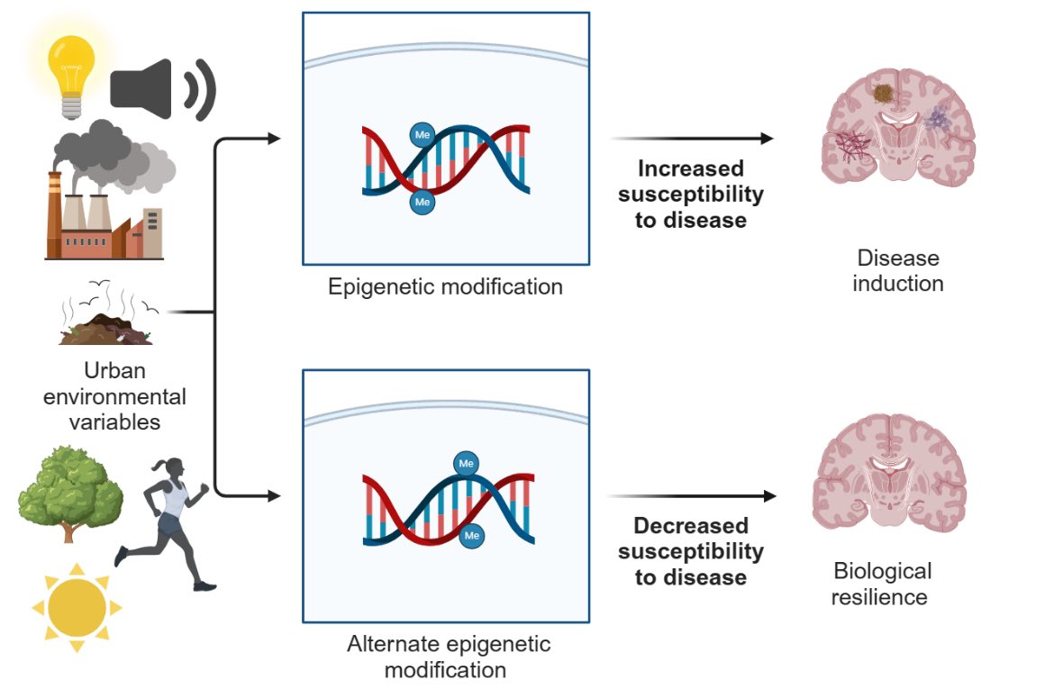 Check out our latest publication in @CitiesxHealth ⬇️ Exploring how epigenetic research can advance our knowledge of the relationship between the environment and the brain 🧠 doi.org/10.1080/237488…