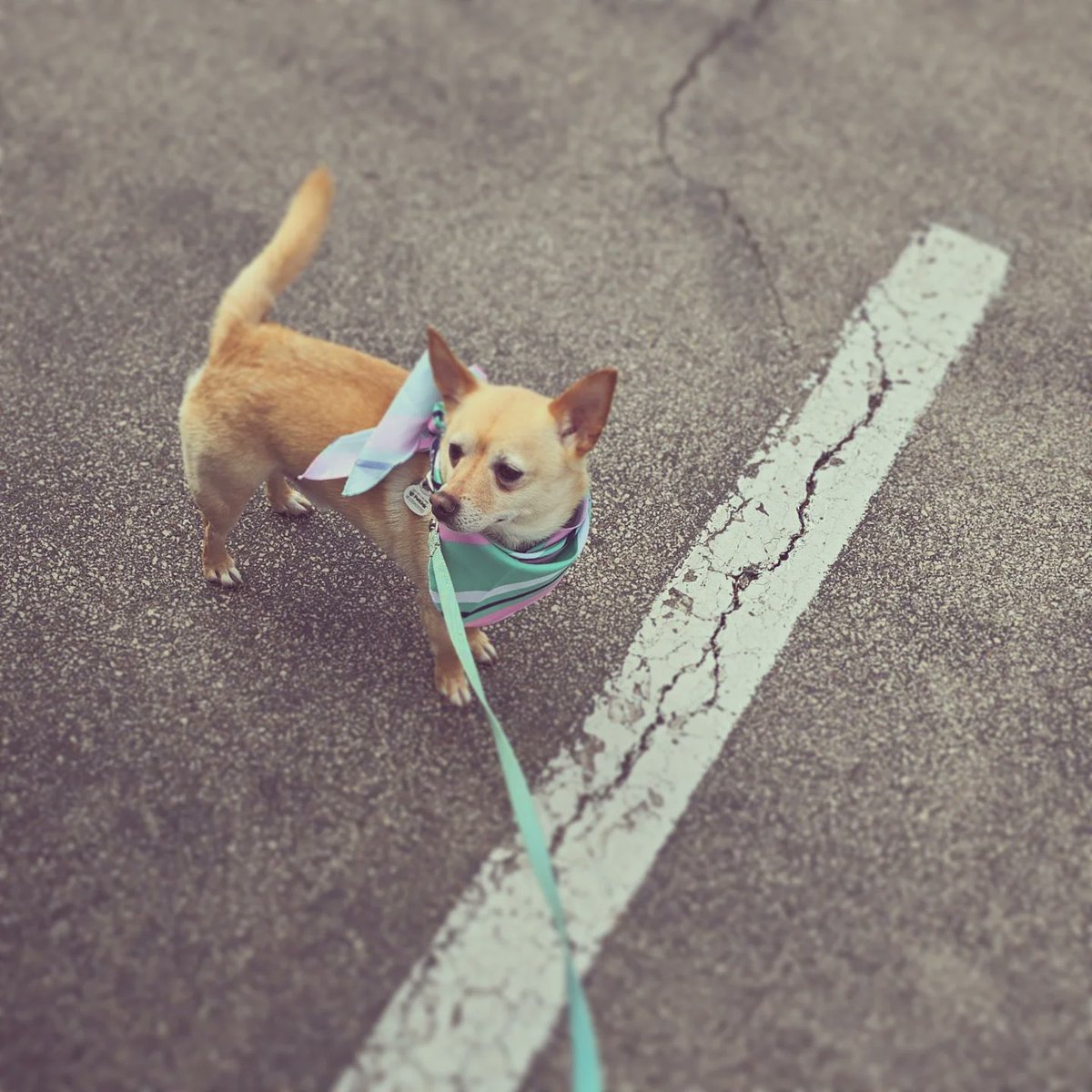 MyKindOfMaddy's tweet photo. Absolutely convinced that the Smallest Man Who Ever Lived is written about Joey #TSTTPD https://t.co/CKxK4obXyz