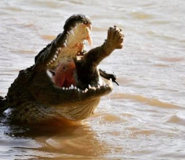 Natural enemies. Crocodiles need only fear hippos. As for lions, 'Crocodiles pose a significant risk to lions coming to drink or crossing water bodies. They ambush,  drag a lion underwater, utilising powerful jaws to drown the lion, tear it up, or break its bones,' says one study