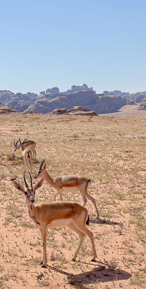 والله اني ما لمحت أشباهك بوحيّ الخيال
كيف جيتي واقعٍ .. يكسر قوانين الظروف !