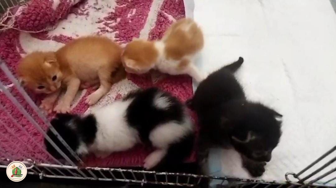 🐈 Gengs! mau saran nama buat bayi kcg! Ku dongss😺 semua bayi2 nya ada di video yhh dah ku zoom2in byar keliatan smuaa