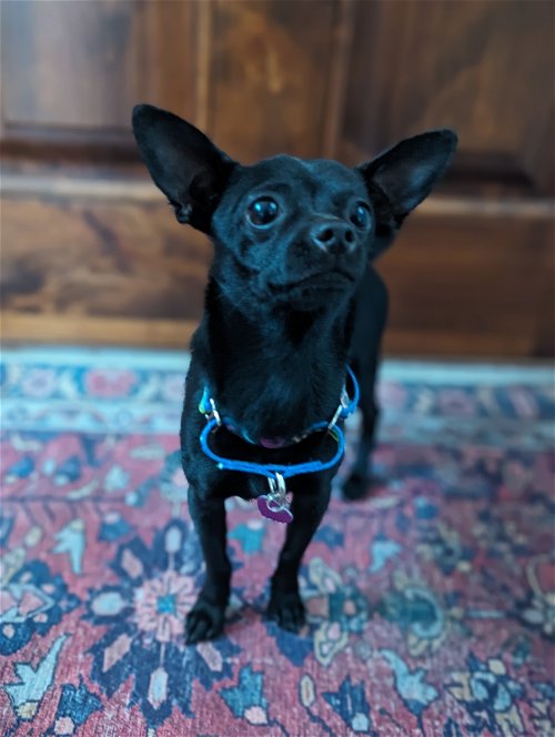#petoftheday Jet is a 1yo Chihuahua. He is sweet and snuggly. He loves to give kisses, go on adventures and play with his human friends and dogs of all sizes. Jet is even respectful of cats. He is crate-trained. 🐾 Visit: causeforsbpaws.org/animals/detail…