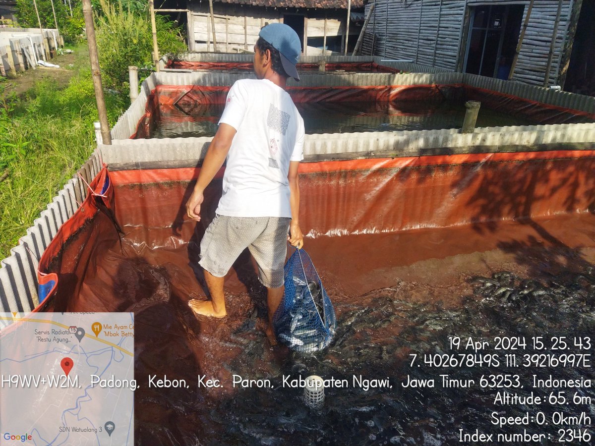 dwi_murniani's tweet photo. Jumat (19/04/2024) Dwi Sri M. Luhkan #Ngawi mendampingi  panen ikan lele di Bpk Herlambang Yuda Pokdakan ULAM TIRTA, Ds. Kebon Kec. Paron. Total Panen 198 Kg, Size 9-10, Harga 19 Rb/Kg. 

#GIATLuhkanSatminkalBWI
#LuhLapor
#Panen

@bppsdm_bp3bwi 
@puslatluhkp https://t.co/SIv00aqaZF