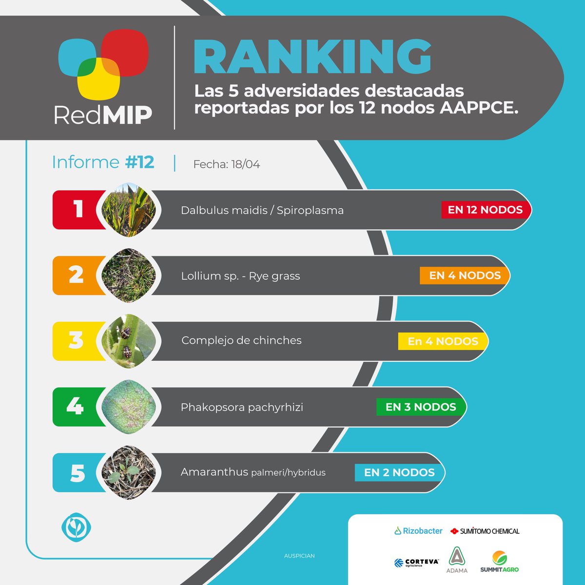 ¿Cuáles son las 5⃣ adversidades sobresalientes en el tramo final de la campaña de gruesa según el último #InformeRedMIP? 🌿🐛🌱🌽

Fijate el detalle zona a zona ➡️ bit.ly/4aLYvhi 

#RankingRedMIP #ElMonitoreoEnTodosLados #NodosAAPPCE