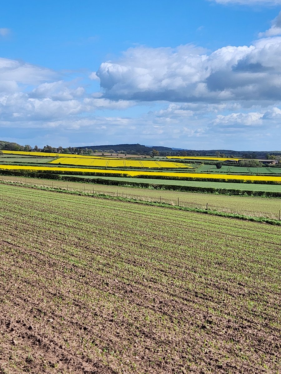 willynic's tweet image. Well that looks a better picture than recent weeks. Just hope it settles down now to give us all a chance! #springcrops #isitraining #noitsnot