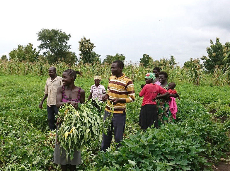 Exciting News! HarvestPlus is thrilled to announce the launch of our first project with @LDSchurch! Together, we're tackling hidden hunger in Bangladesh and Uganda by boosting the nutrient value of staple foods. Learn how our biofortification project will make a difference in the