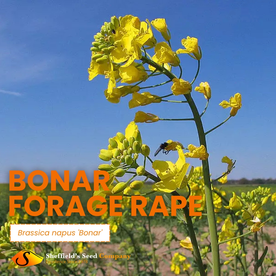🌱 Looking for a high-yielding and versatile forage option for your livestock? Brassica napus 'Bonar' is a biofuel contender, offering a renewable energy solution for sustainable farming practices.

 #BrassicaNapus #BonarForageRape #HighYield #Biofuel #SheffieldsSeedCo