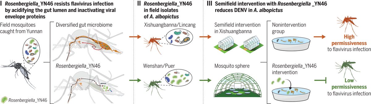 A naturally isolated symbiotic bacterium suppresses flavivirus transmission by Aedes mosquitoes. 🦟🦠 science.org/doi/full/10.11… #microbiome