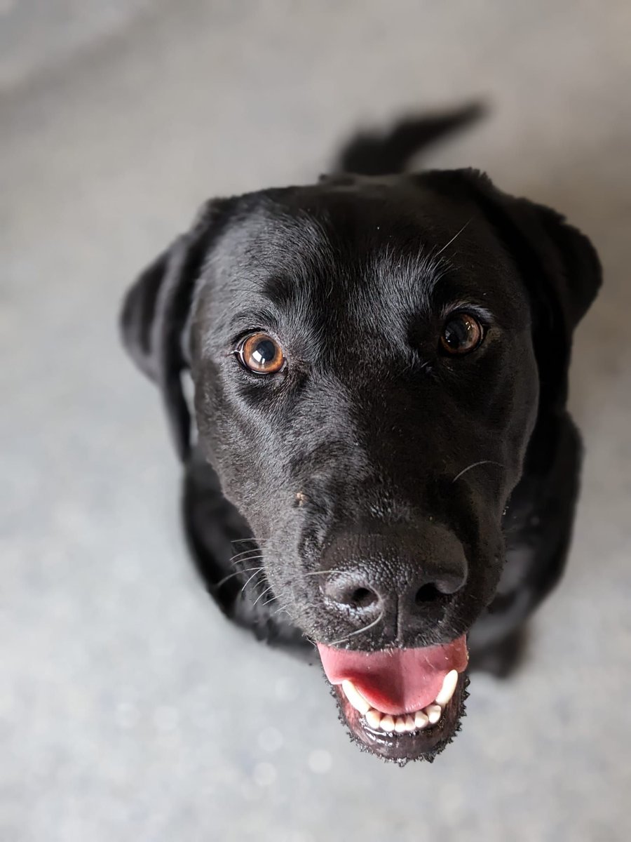 Irish Guide Dogs for the Blind tweet media