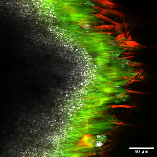 Shai Bel tweet media