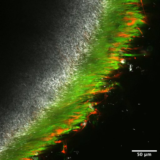 Shai Bel tweet media