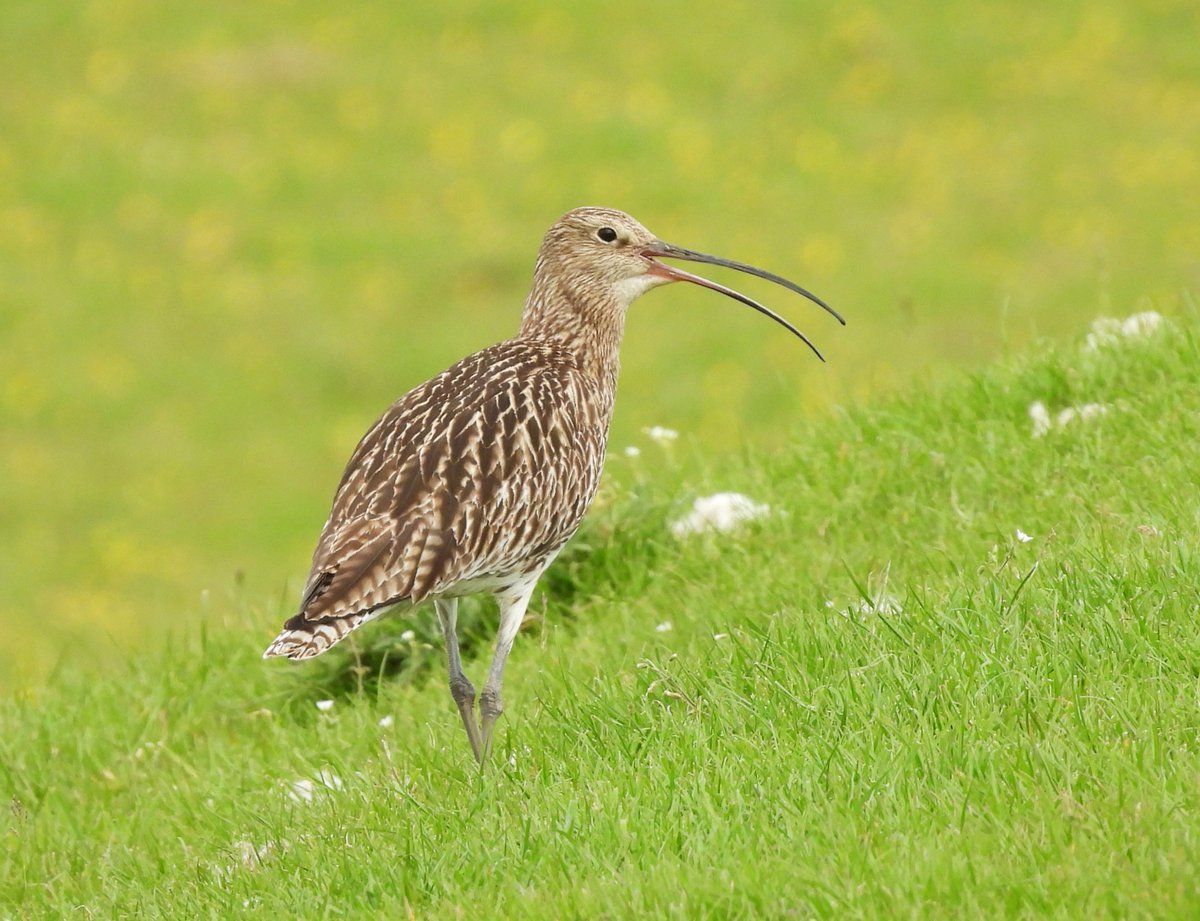 Happy #WorldCurlewDay! 16 of the 17 tagged Curlew are now safely back on their breeding grounds in the #YorkshireDales, read more below: yorkshiredales.org.uk/about/wildlife… Wishing them all a successful breeding season 🤞 @_BTO @bolton__castle @curlewrecovery @CurlewAction