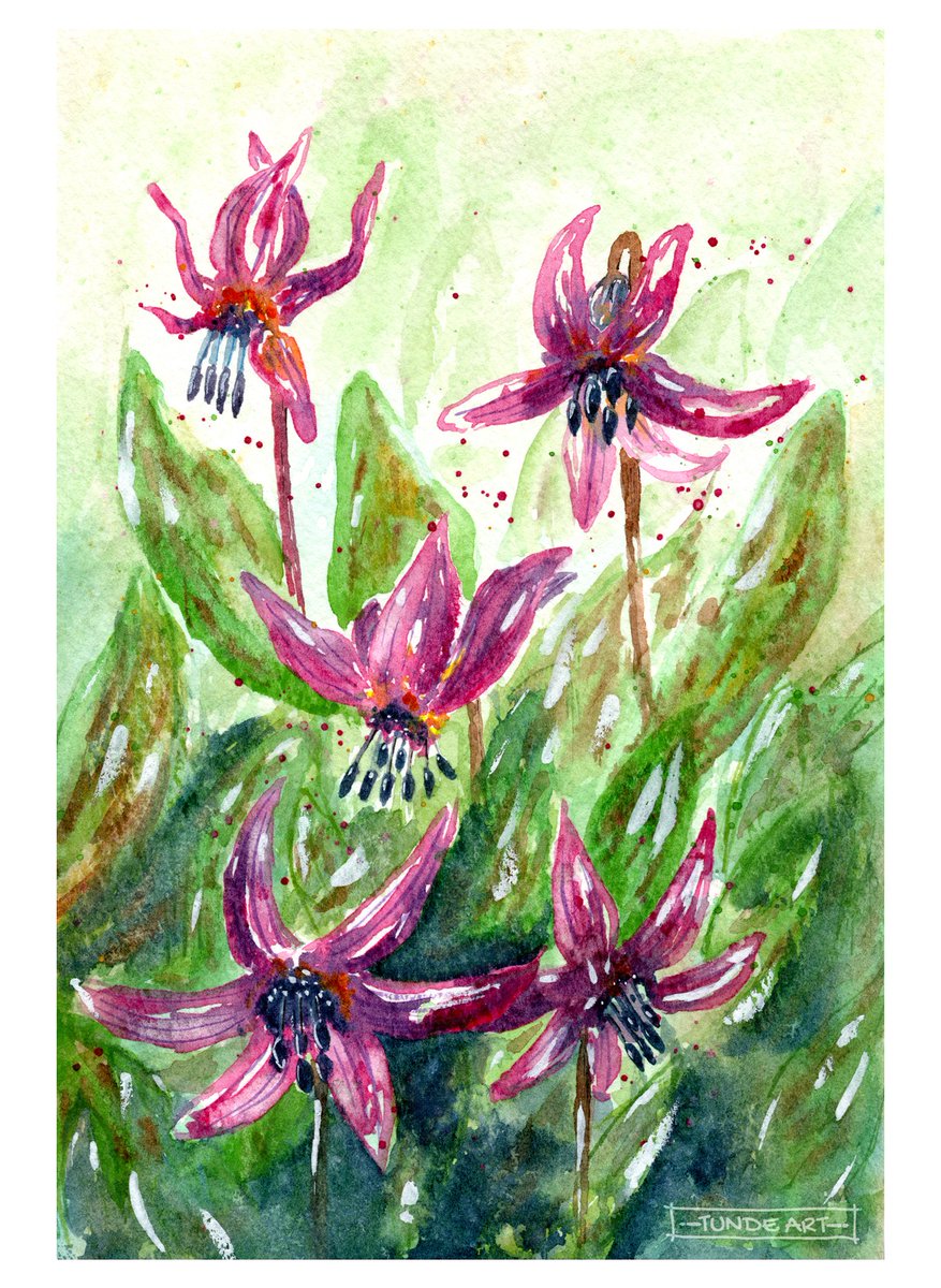 Connecting to spring flowers through stories. 🌷🌼
I picked five flowers along with their stories to share with you in my blog post. 👉 tundeart.com/2023/04/24/spr…

#dogtoothviolet #spring #springflowers #tundeart #watercolour #artist #nature #countryside #childhoodmemories