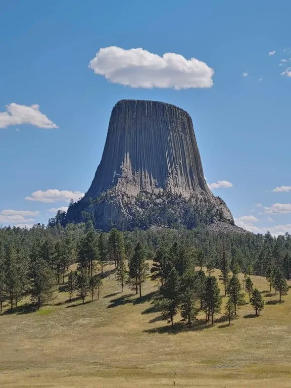 Devil's Tower is likely an igneous intrusion, formed underground from molten rock that pushed up into sedimentary rock and became solid ~50 million years ago.

But what if it was a stump from an ancient giant tree?