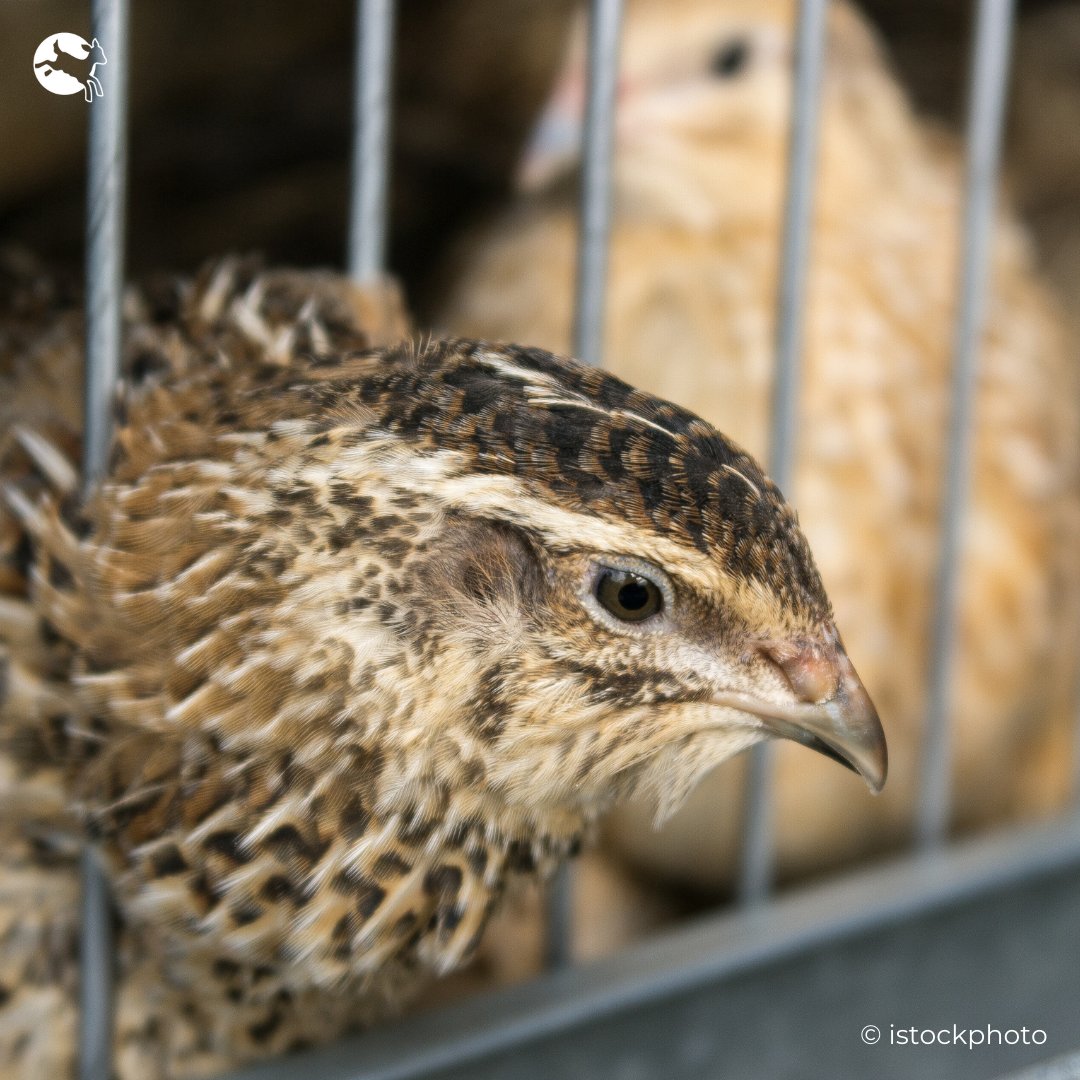 Quail are the smallest factory farmed animal: it’s factory farming in miniature.

Did you know that as many as 80 birds are kept in a single cage on some farms?

We must #EndTheCageAge