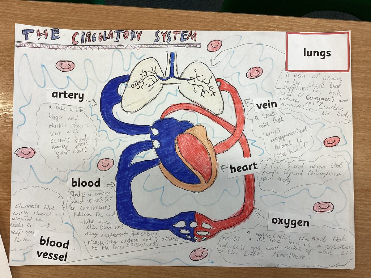 Year5Markeaton's tweet image. 🧠💪To kick off our new topic, we have been learning about the Circulatory System. Some brilliant work here 👏🫀#MPSscience