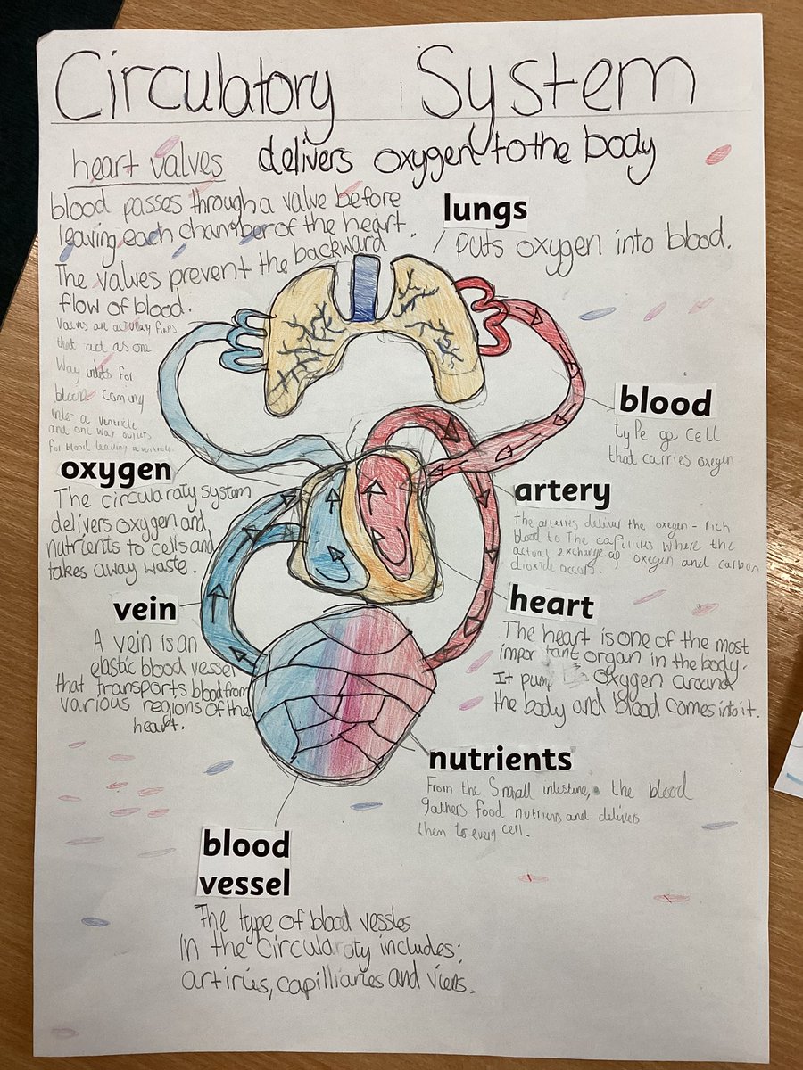 Year5Markeaton's tweet image. 🧠💪To kick off our new topic, we have been learning about the Circulatory System. Some brilliant work here 👏🫀#MPSscience