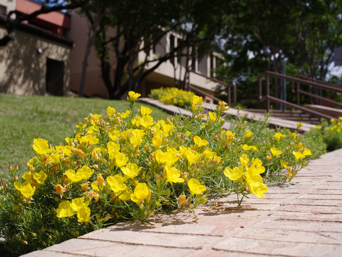 Springtime in the Lone Star State. Our campuses and centers are home to a canvas of vibrant colors.