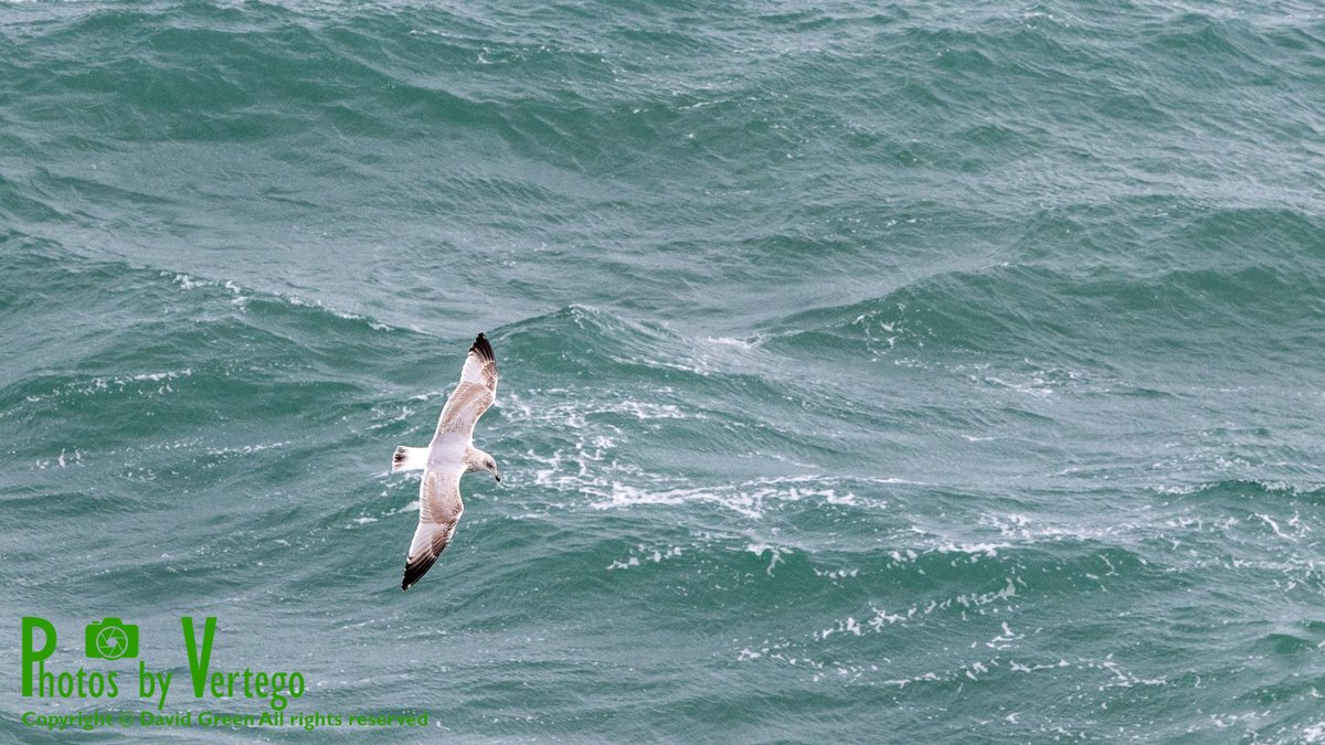 Soaring above the seas off Berry Head near Brixham, Devon.
#flyday