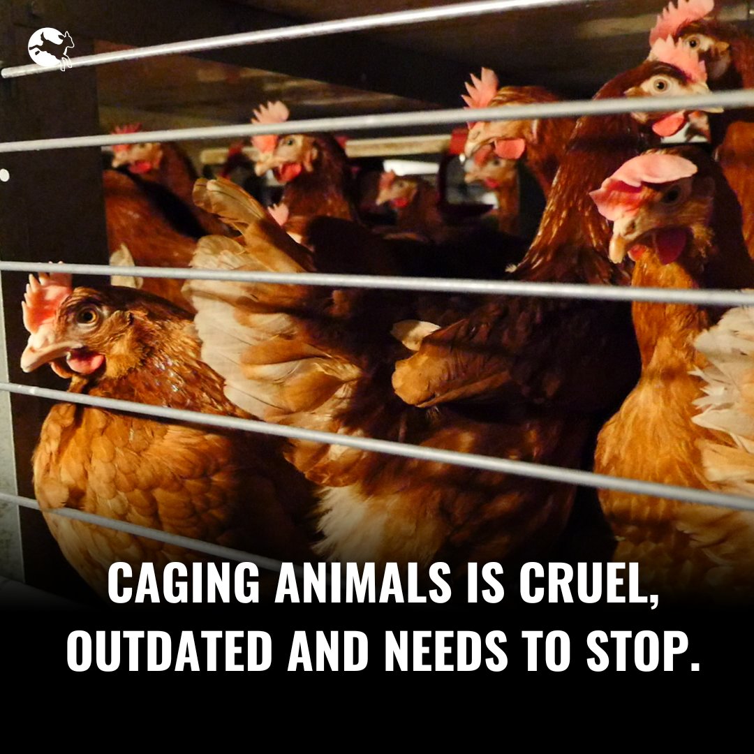 📢@EU_Commission hear our voices!

Did you know? 9 out of 10 EU citizens want a ban on caged farming.

We've launched the #EndtheCageAge legal action against the Commission to end this age of cruelty.

Share this post & tag President @vonderleyen