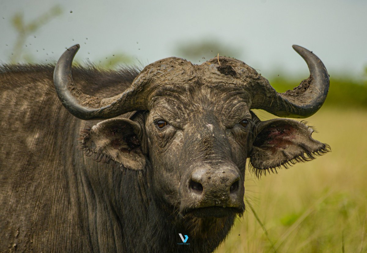 "As the day's heat dissipates, the true magic of Queen Elizabeth National Park comes alive on our evening game drive – a symphony of wildlife and sunset hues. 🌄🐾 #SafariMagic"