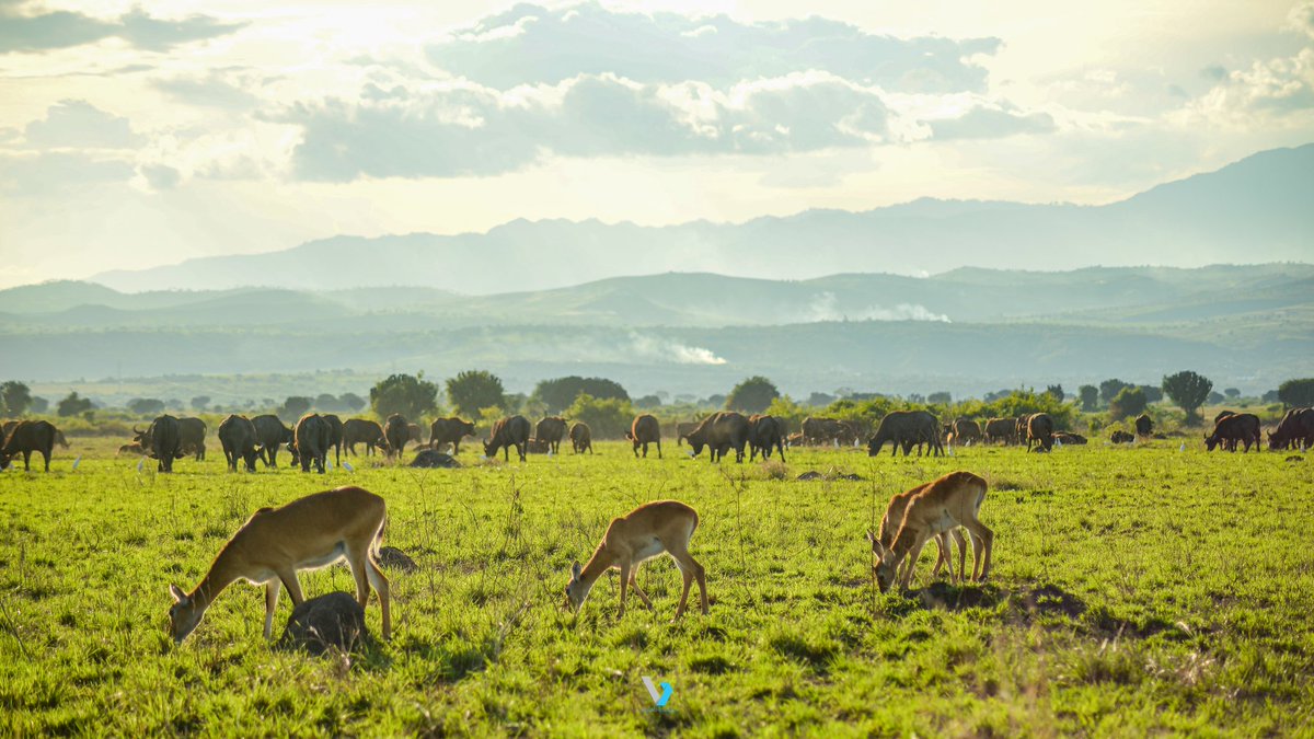 tumusimeivan2's tweet photo. "As the day's heat dissipates, the true magic of Queen Elizabeth National Park comes alive on our evening game drive – a symphony of wildlife and sunset hues. 🌄🐾 #SafariMagic" https://t.co/KePDQishUu