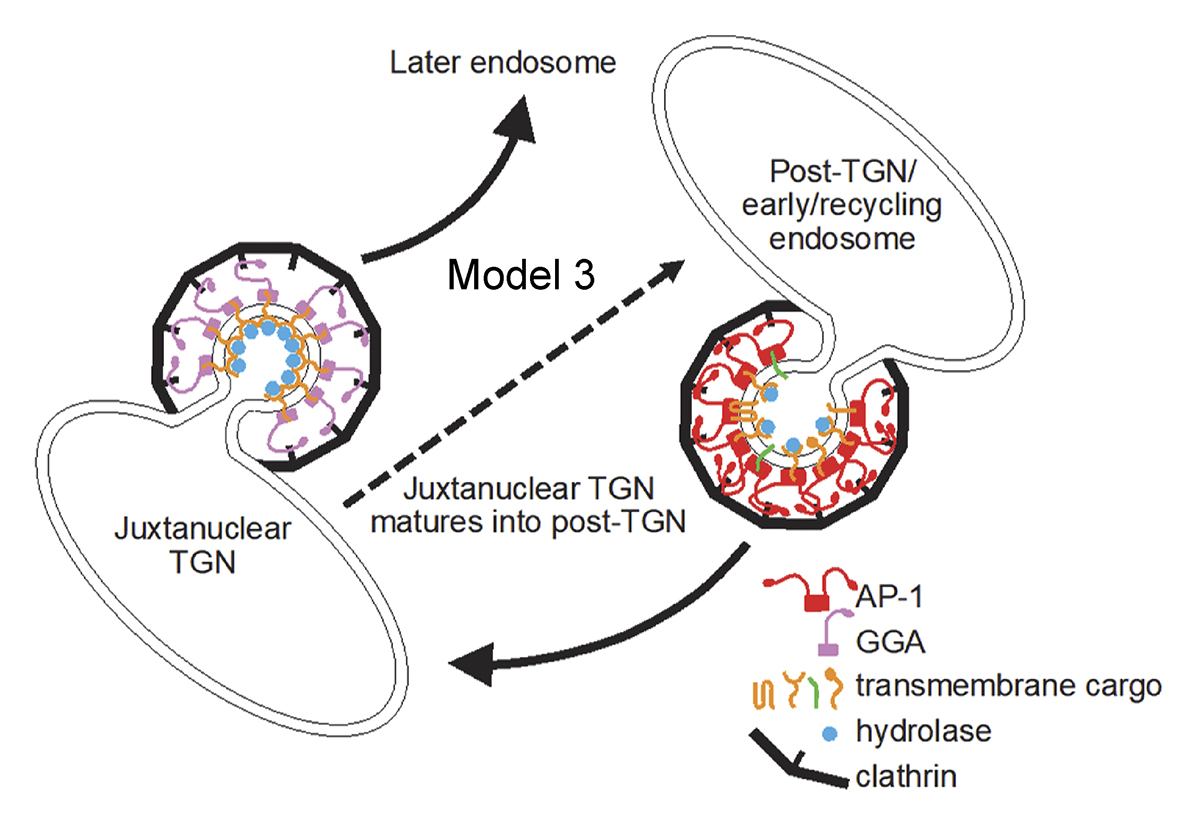 Robinson et al. @Cambridge_Uni investigate the role of the AP-1 adaptor complex in outgoing and incoming membrane traffic. Their results support a model in which AP-1 is recruited onto post-Golgi carriers and early/recycling endosomes. hubs.la/Q02rZfx_0