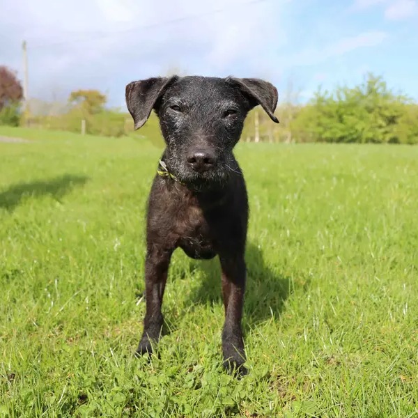 When your human strokes another dog 😒😂 Scooby is at @DT_Darlington [Image description: Scooby is a small black Patterdale Terrier crossbreed with ears that flop forwards. He is standing in a field looking intently into the camera.]