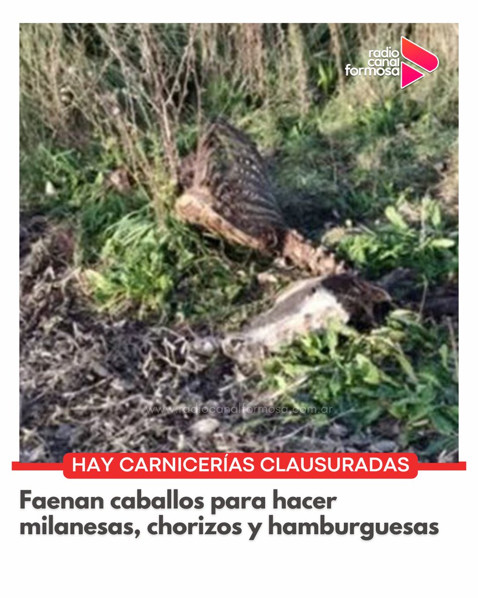 🔴 El hecho sucedió en la ciudad de Mar del Plata. Ya hay carnicerías clausuradas.

‼️🐴En las últimas horas aparecieron siete caballos faenados en Mar del Plata, en una situación que ya viene pasando hace un tiempo y se extiende en la cantidad de animales encontrados muertos.