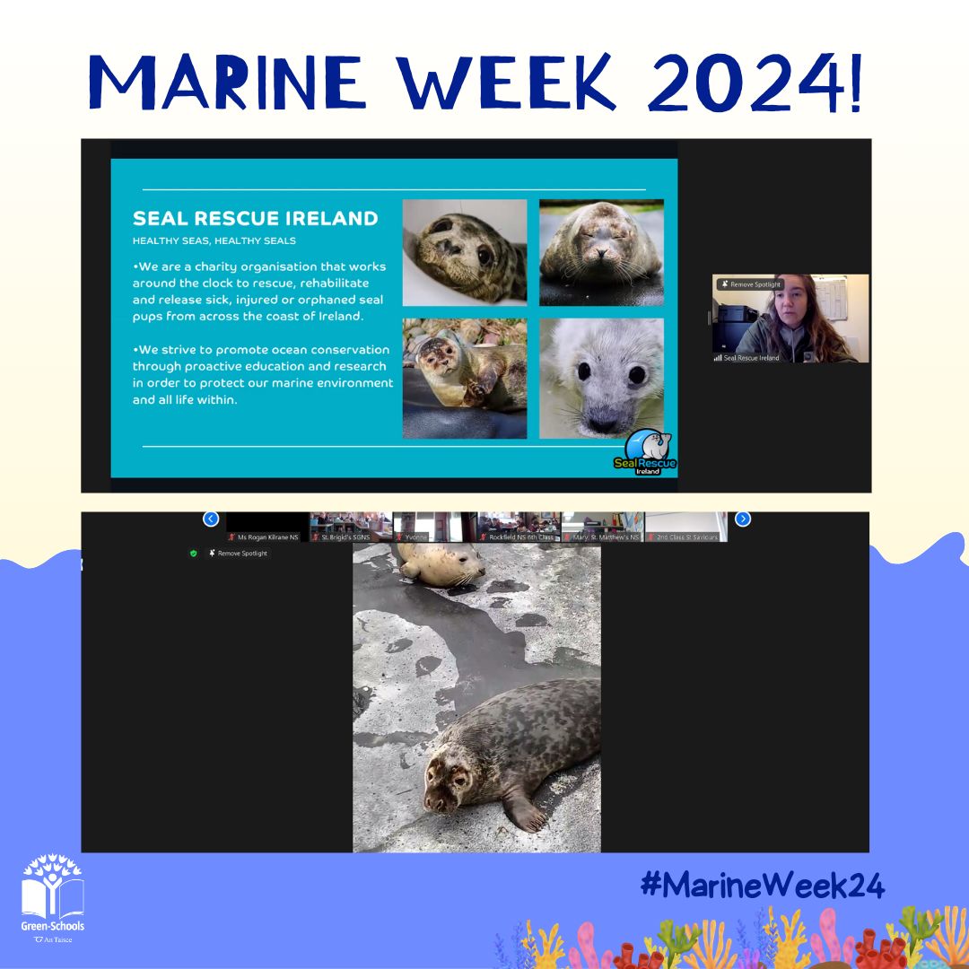 One of our favourite highlights of Marine week was watching these cute seals at the zoom talk by @seal_rescue! 🦭 Thanks all who participated in #MarineWeek24, you can now download your certificate from our website, here: buff.ly/43TDNcH. @DeptHousingIRL