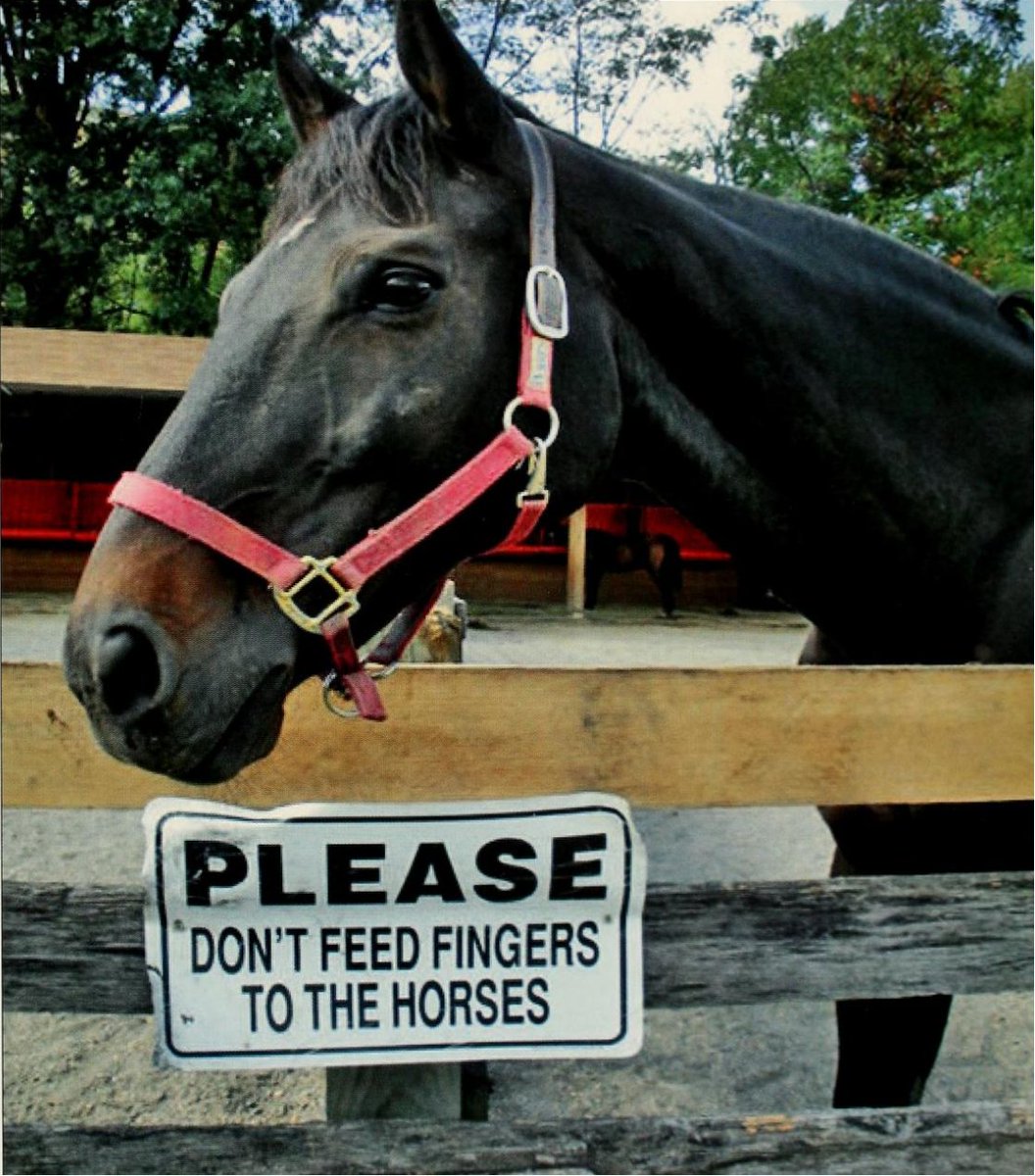 To be fair, this horse does kind of look like he'd eat some fingers.... 📷: Terrapin 2010, pg 17