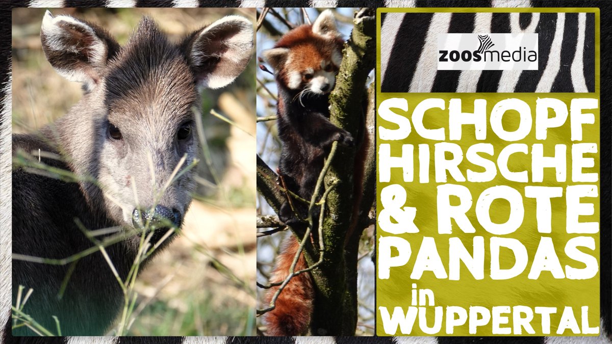 Wuppertal Zoo: TUFTED DEERS & RED PANDAS 😍

▷ youtube.com/watch?v=ZEF17P…

Tufted deers & red pandas have been living together in an installation at Wuppertal Zoo for some time.

#wuppertalzoo #tufteddeers #pandas #zoos #animals #himalaya #conservation #wuppertal #zoosmatter 🦓