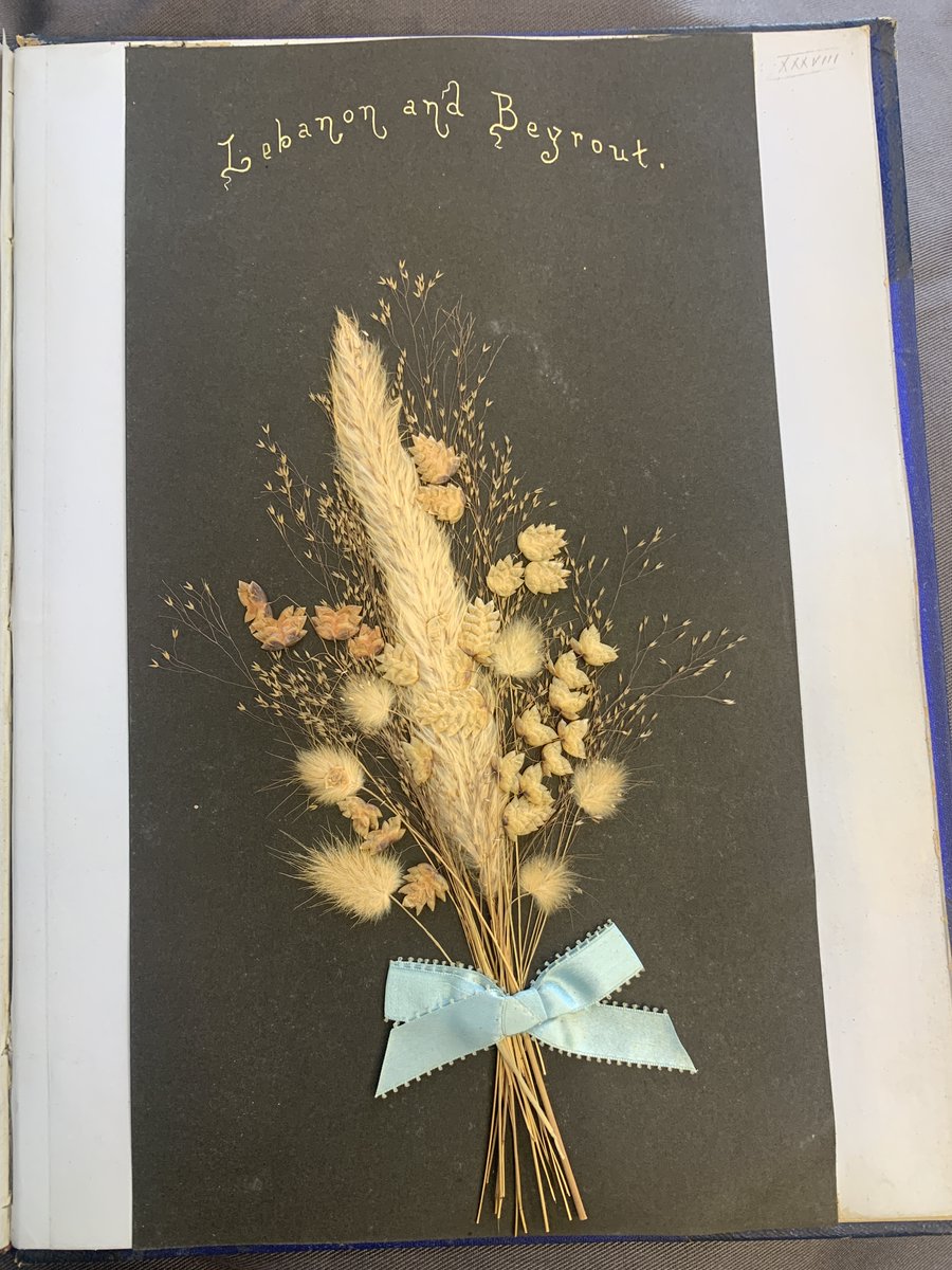 Today's @ara_scotland #archive30 theme is #ArchiveTravel 

Here's some pictures of MS YOU 3, a book of biblical plants collected in Syria by Mrs Grainger and the Misses Somerville, 1887. They sent them to Rev. W. Young, as a reminder of his travels.

#Archives #specialcollections