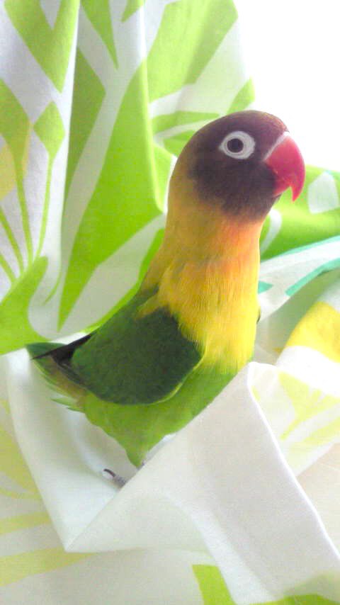 1parrotwing1 tweet picture
