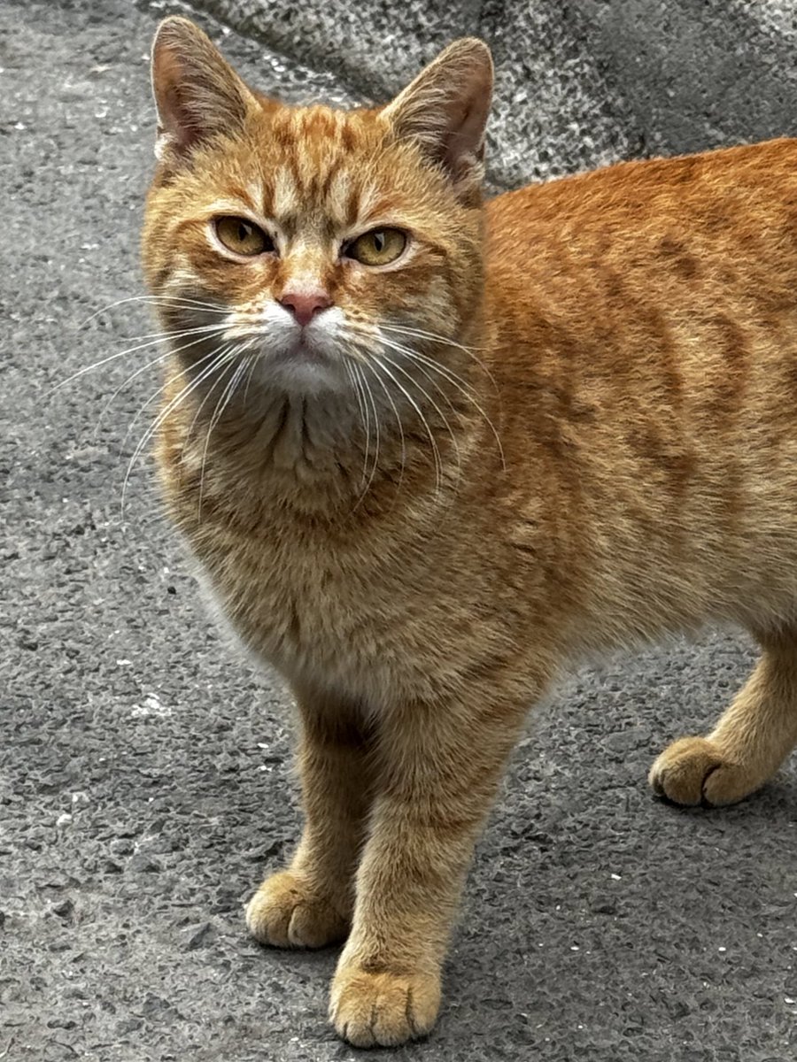 This Romanian cat said: Have a great weekend and fuck russia!