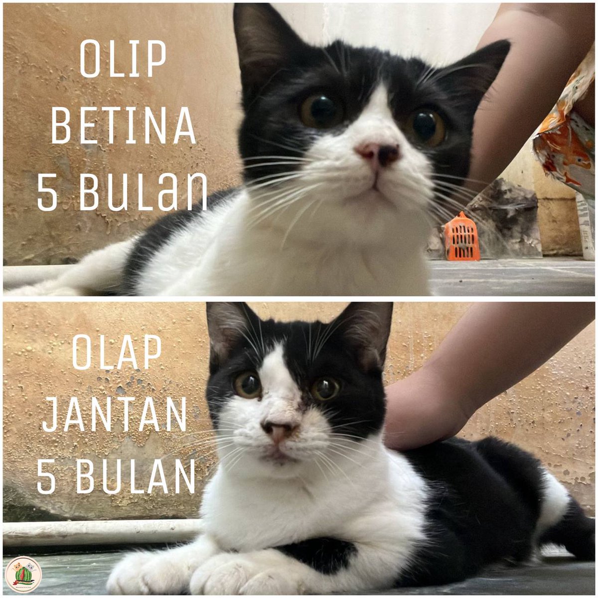 open free adopt kcg! daerah bandung, kcg domestik ibunya mixdom, mrk lincah dua2nya, si olip suaranya kecil manis bgt, si olap jarang ngeong tp lincah🥲 alasan lepas adopt krn ponakan alergi bulu, jd dimarahin sama ortu suruh buang 😭