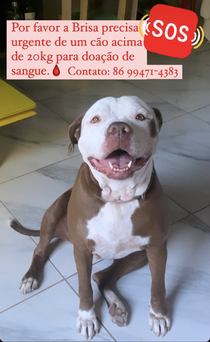 Peço ajuda com minha Brisa, precisamos de um cão acima de 20kg que possa doar sangue.