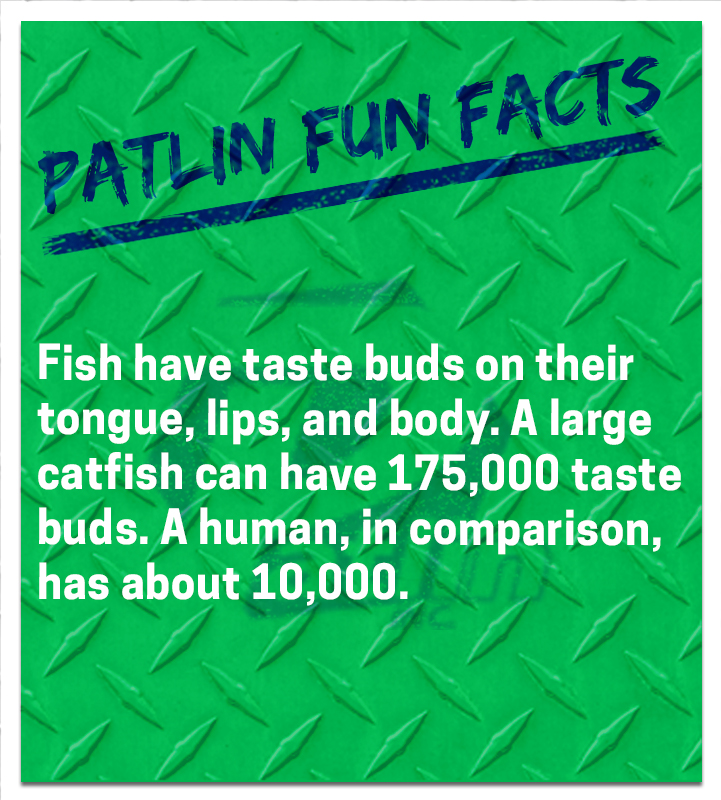 Fun Facts #1179 #Patlininc #IndustrialSupplier #MRO #FunFactFriday