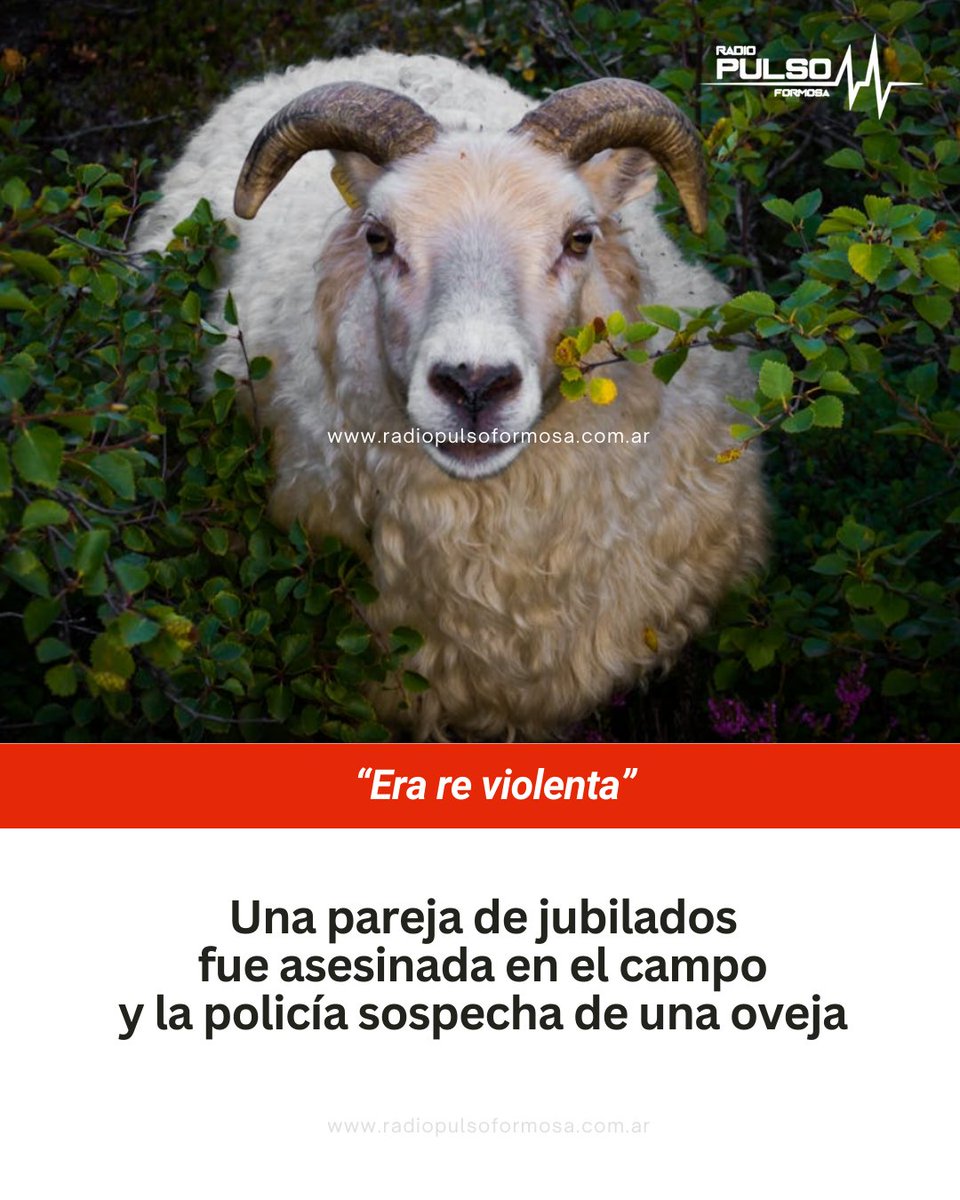 🐏‼️ OVEJA CRIMINAL | Un trágico hecho conmocionó a los vecinos de West Auckland, en Nueva Zelanda, tras descubrir que un matrimonio de ancianos fueron encontrados muertos en un campo cercano a su casa.