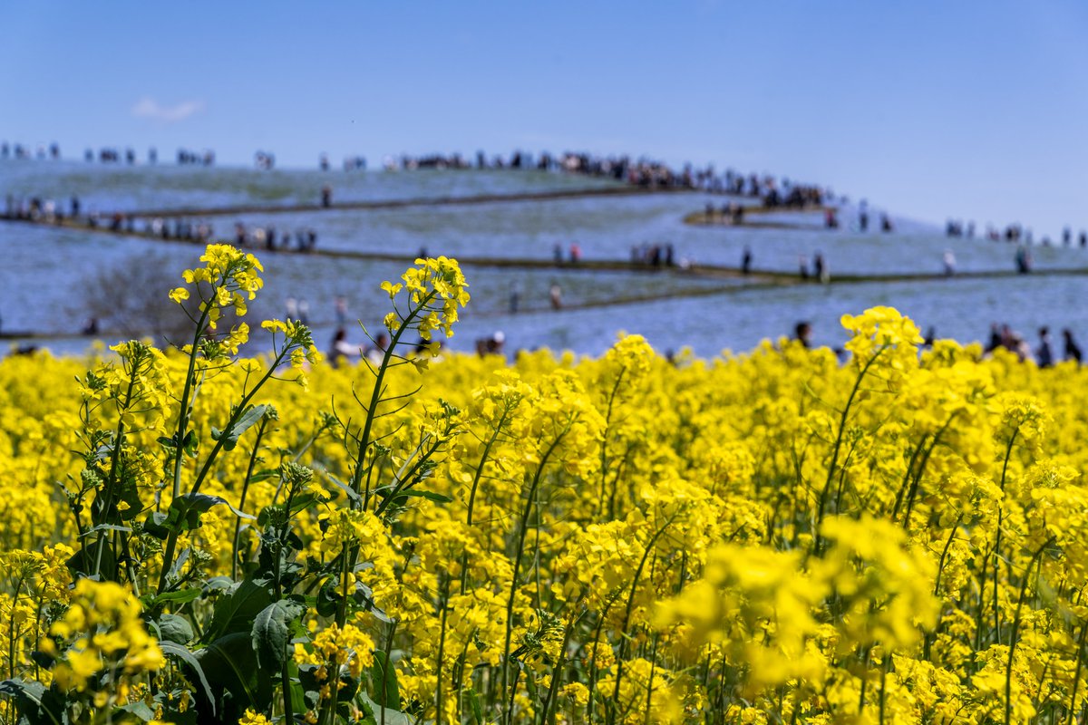 ひたち海浜公園のネモフィラが満開です 菜の花もキレイですばらしい・・・ 混雑していますが、この景色に包まれてみんな笑顔になっているのもいいものです